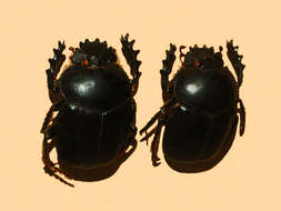 Image of Scarabaeus sacer Linnaeus 1758