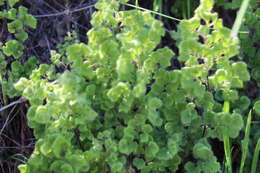 Imagem de Adiantum thalictroides var. hirsutum (Hook. & Grev.) Sota