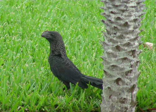 Imagem de Crotophaga Linnaeus 1758