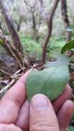 Imagem de Metrosideros polymorpha var. lutea H. Mann