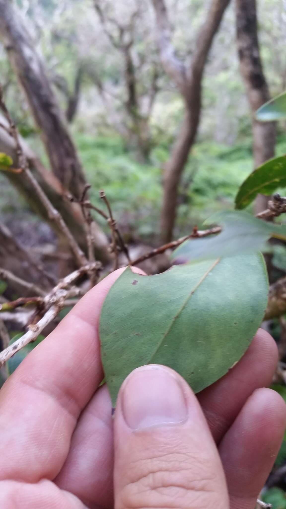 Слика од Metrosideros polymorpha var. lutea H. Mann