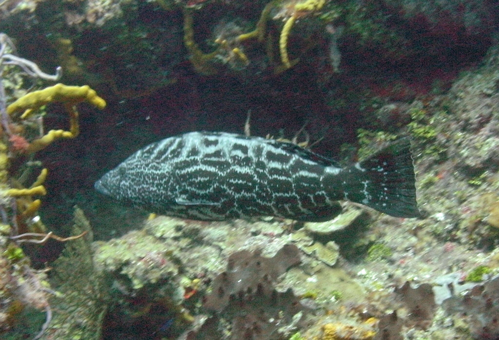 Image of Black Grouper