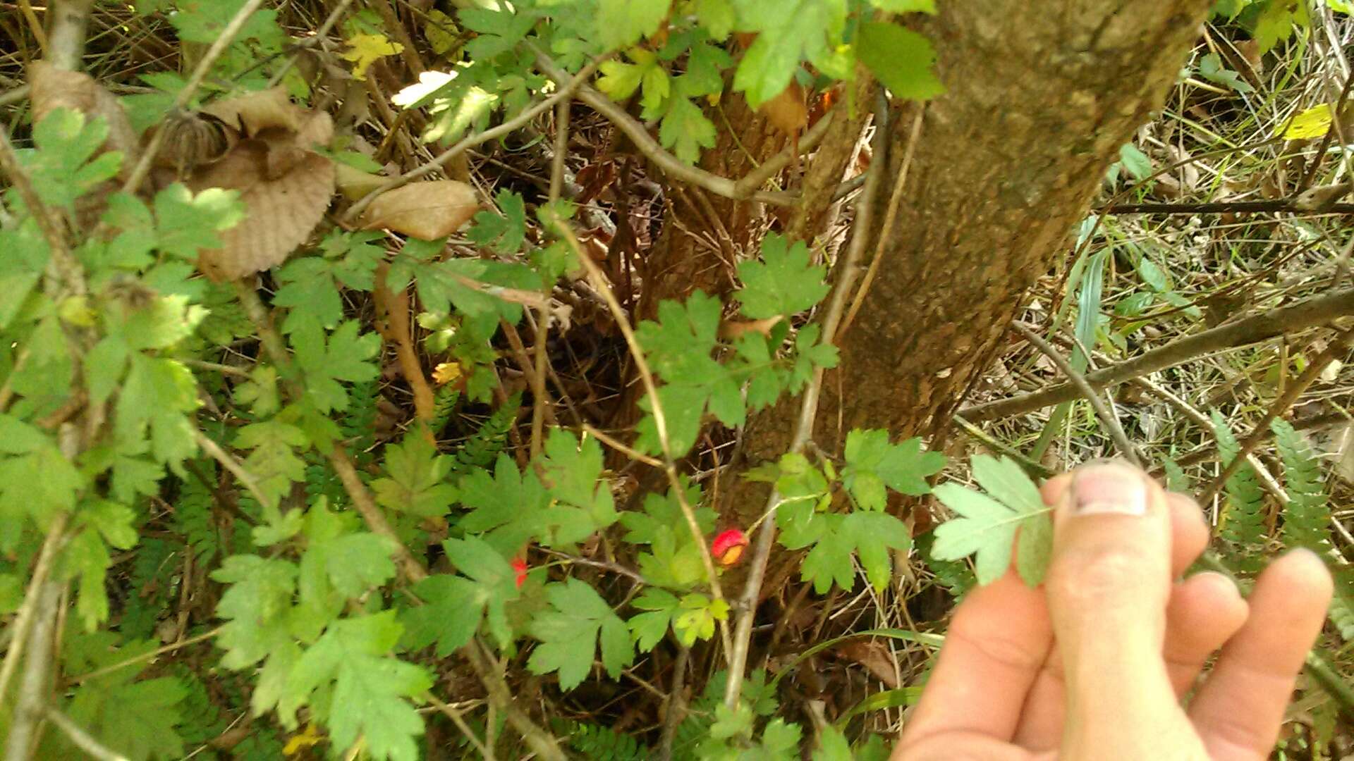 Image of Crataegus microphylla C. Koch