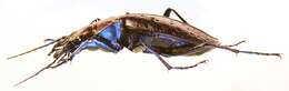 Image of Carabus (Platycarabus) irregularis Fabricius 1792