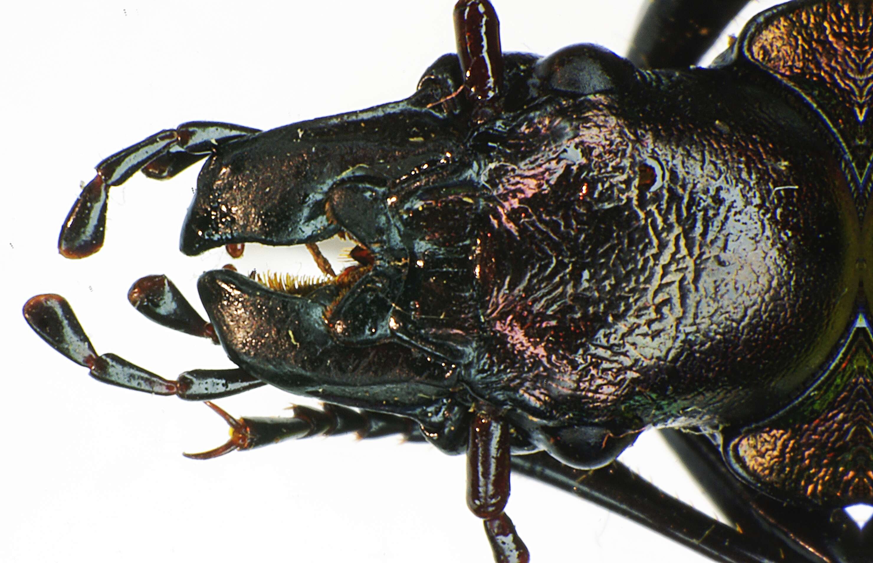 Image of Carabus (Platycarabus) irregularis Fabricius 1792