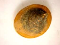 Image of River Limpet