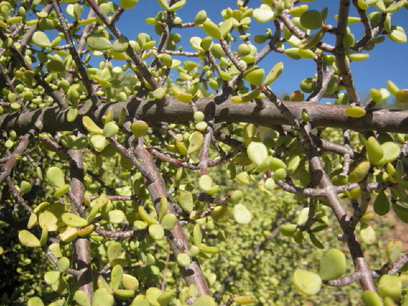 Image of portulacaria