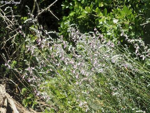 Image of Teucrium creticum L.