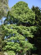 Image of dawn redwood