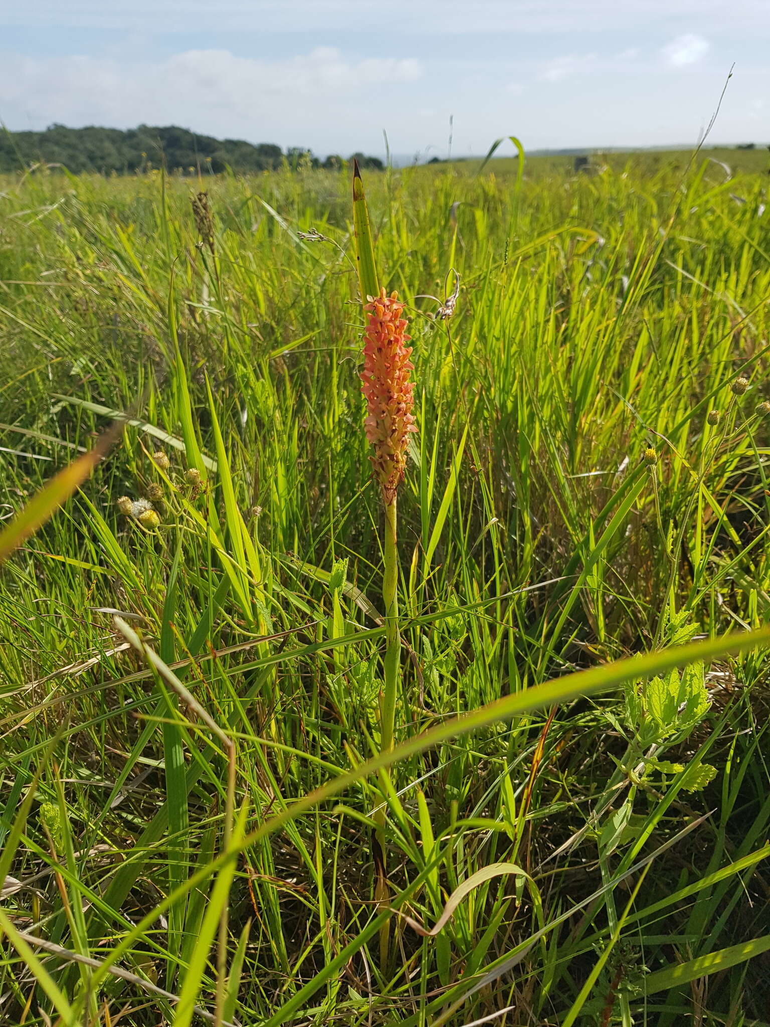 Image of Disa polygonoides Lindl.