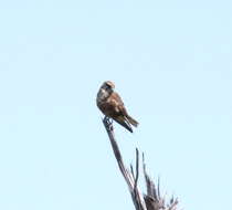 Image of Brown Falcon