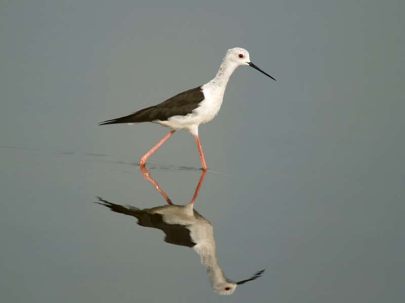 Image of Black-winged Stilt