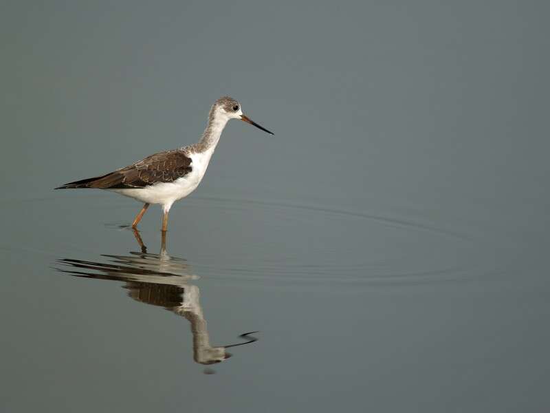 Image of Black-winged Stilt