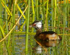 Image of White-tufted Grebe