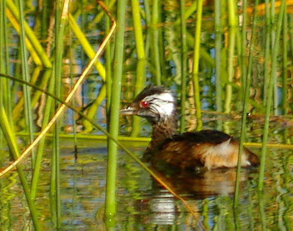 Image of White-tufted Grebe