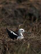 Image of Black-winged Stilt