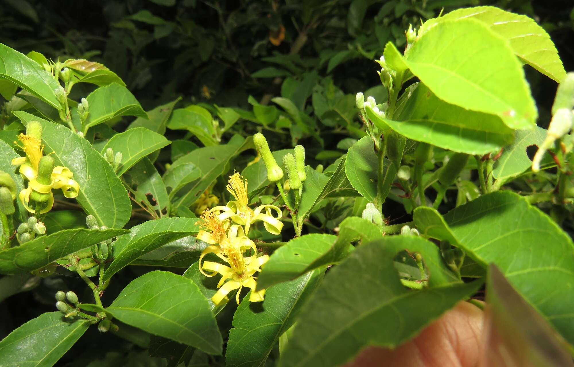 Image of Climbing raisin