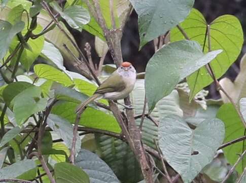 Image of Gray-eyed Greenlet