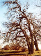 Image of Black Poplar