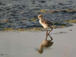 Image of Black-winged Stilt