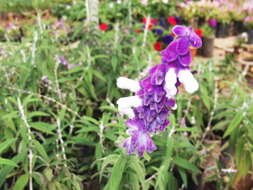 Imagem de Salvia leucantha Cav.