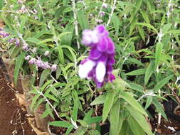 Imagem de Salvia leucantha Cav.