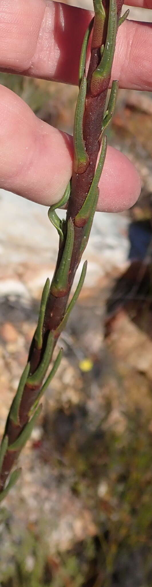 Image of Athanasia linifolia Burm. fil.