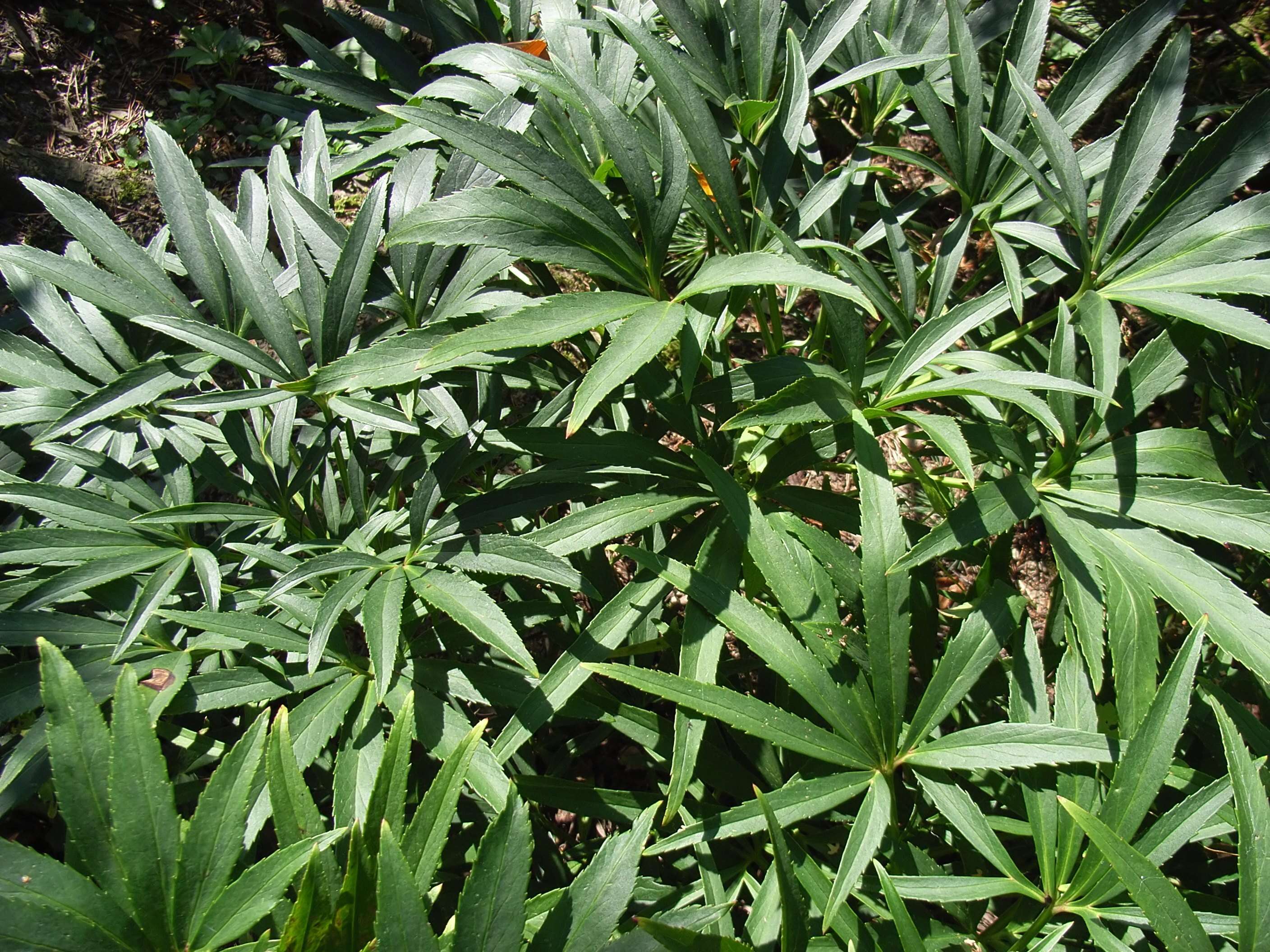 Image of Stinking Hellebore