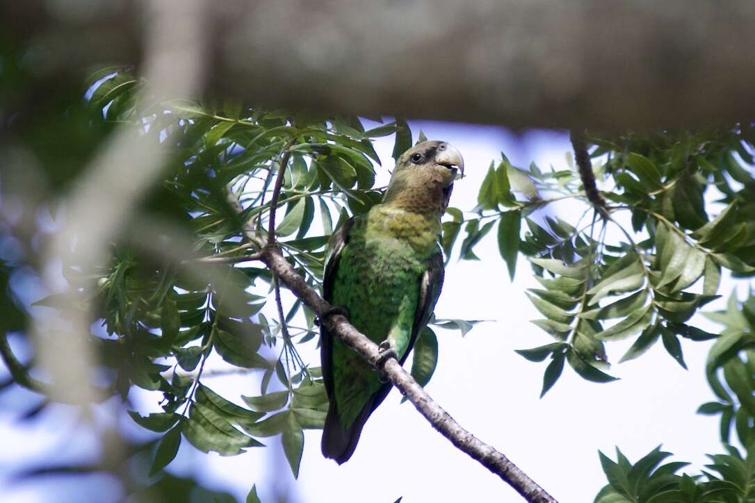Image of Brown-necked Parrot