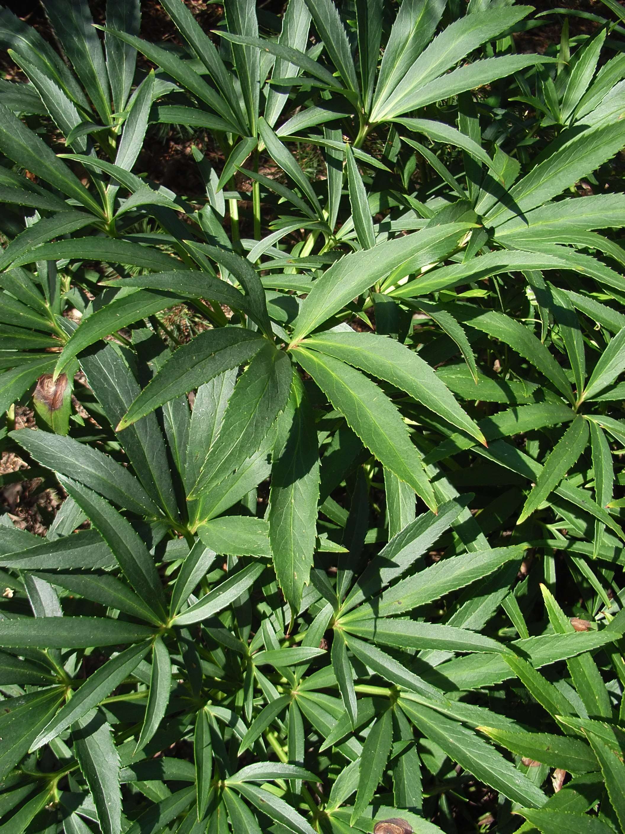 Image of Stinking Hellebore