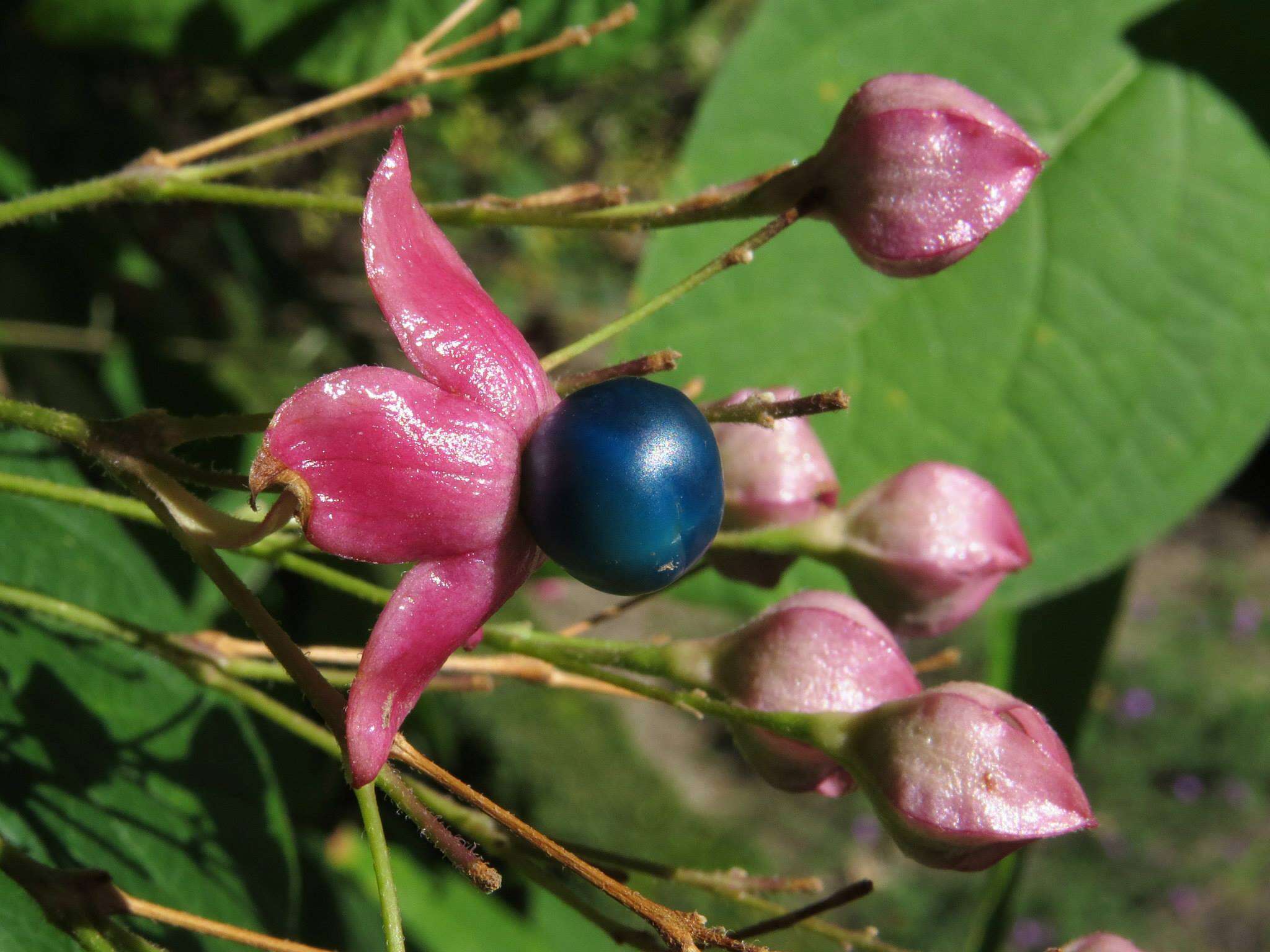 Imagem de Clerodendrum trichotomum Thunb.