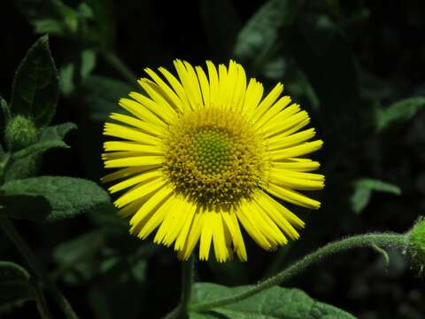 Pulicaria dysenterica (L.) Bernh. resmi