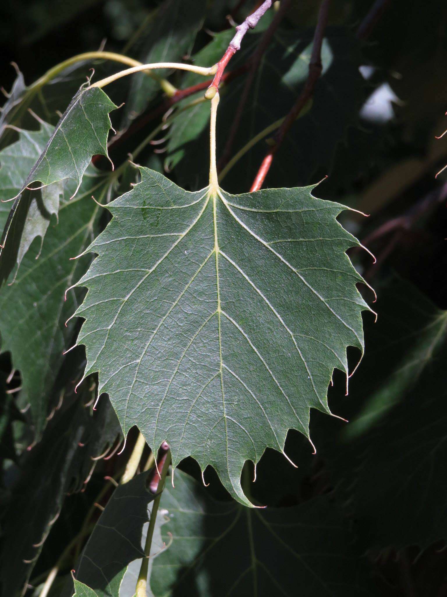 Image of Henry's Lime