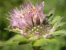 صورة Knautia basaltica Chassagne & Szabo