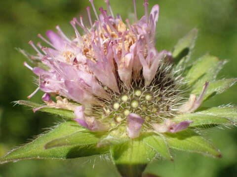 صورة Knautia basaltica Chassagne & Szabo