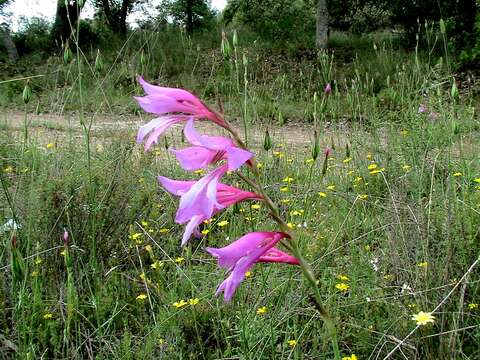 Image of Common Sword Lily