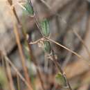 Image of Haworthia mirabilis var. sublineata (Poelln.) M. B. Bayer