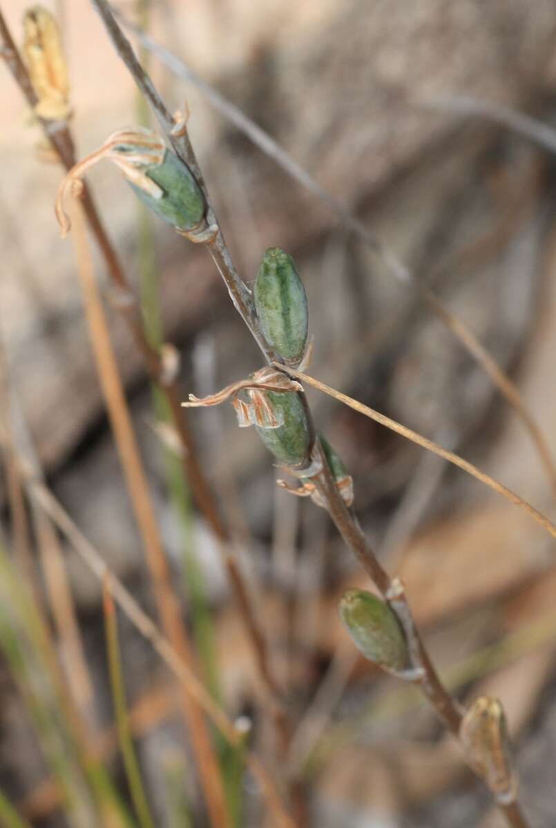 Haworthia mirabilis var. sublineata (Poelln.) M. B. Bayer resmi