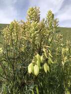 Image of San Joaquin milkvetch