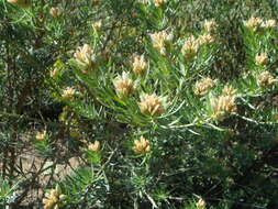 صورة Genista linifolia L.