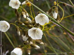 Image of Drosera pallida Lindl.