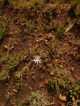 Image of Lactuca inermis Forsk.