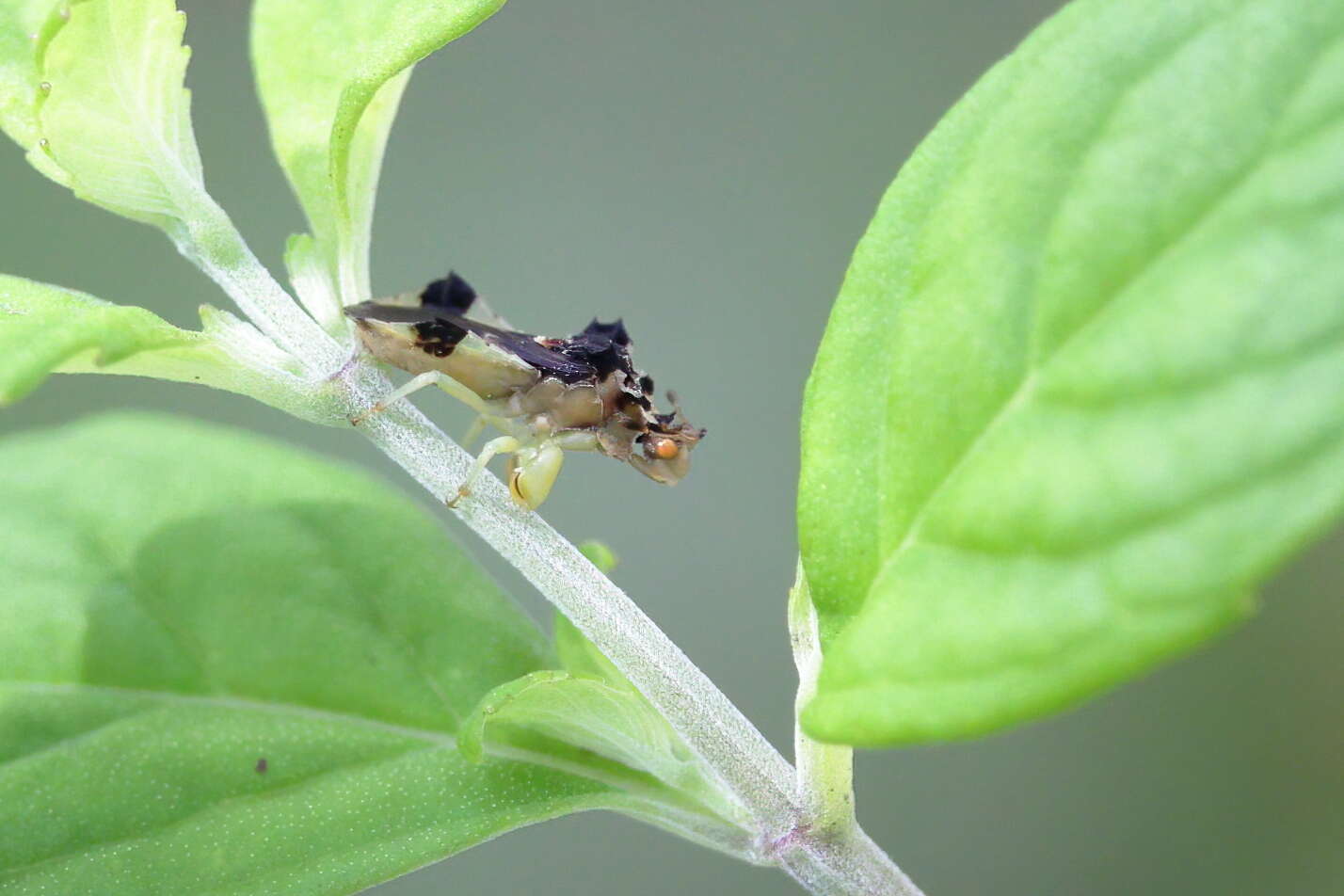 Imagem de Phymata fasciata mystica Evans 1931