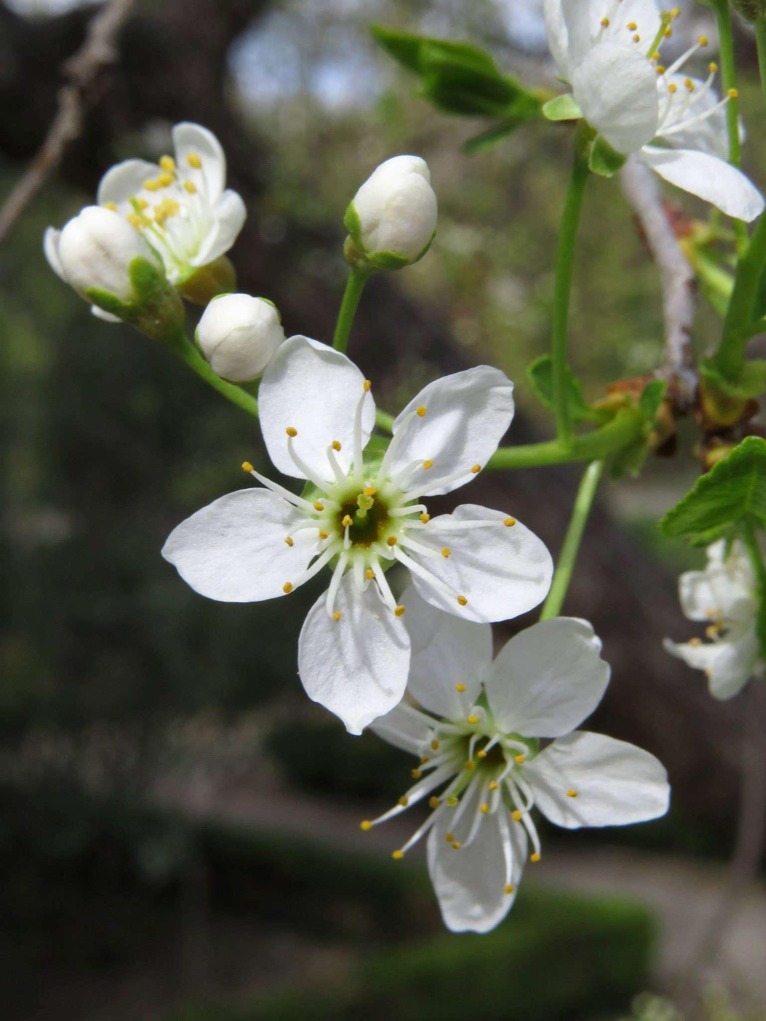 Image of Mahaleb cherry