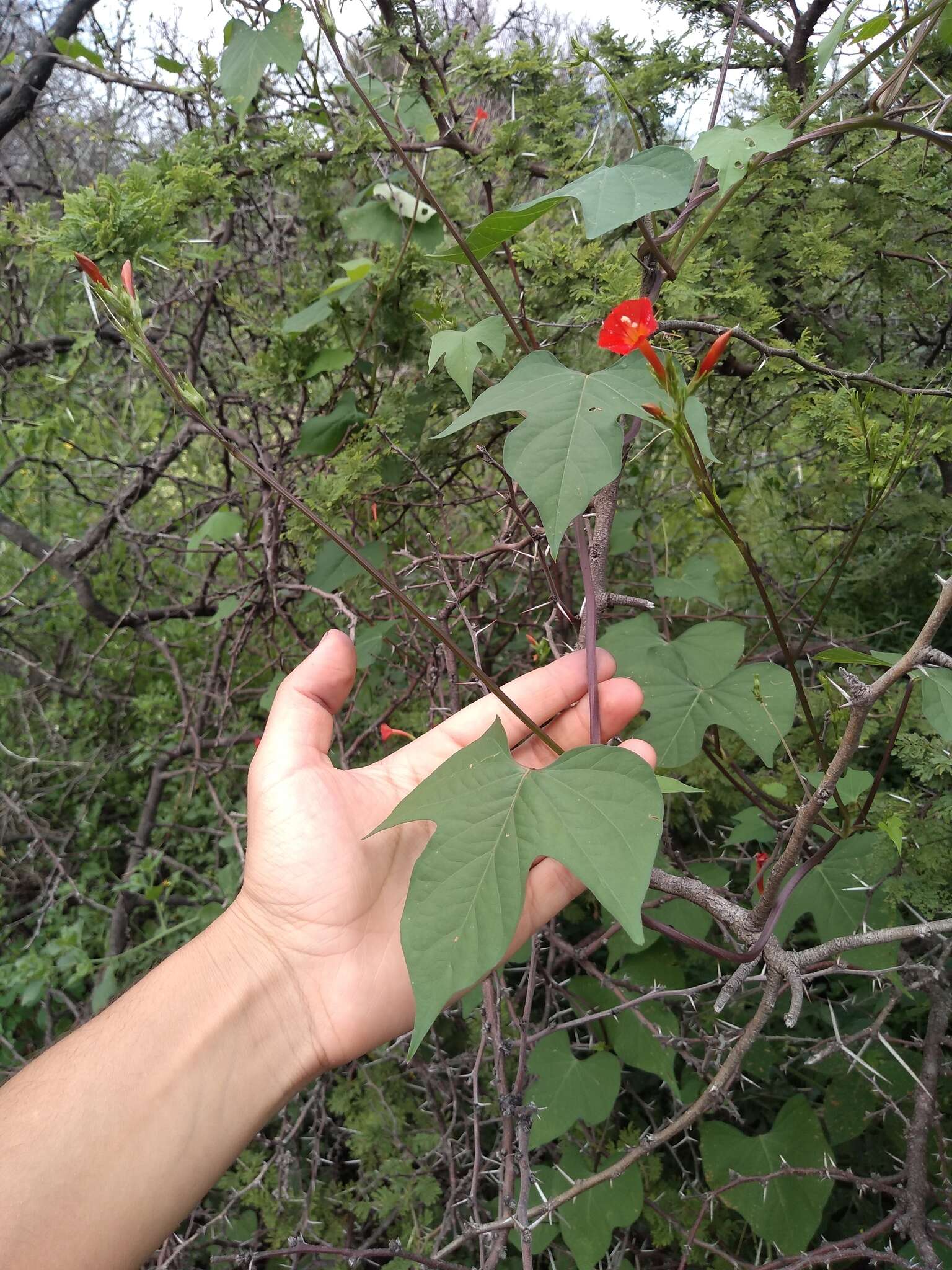 Ipomoea rubriflora O'Donell resmi