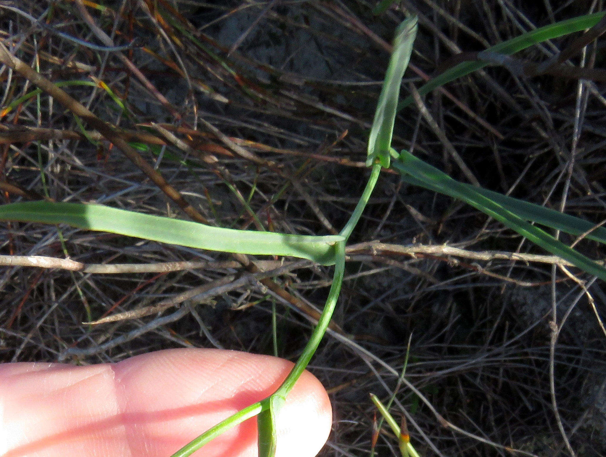 Image of Othonna lineariifolia (DC.) Sch. Bip.