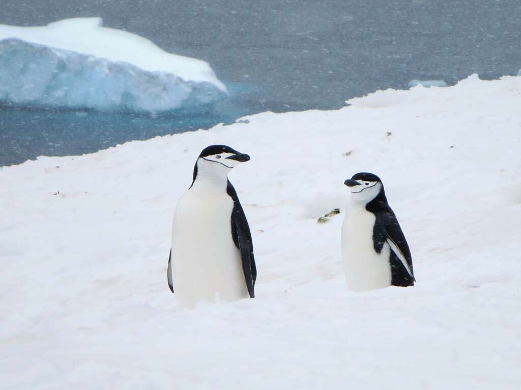 Plancia ëd Pygoscelis antarcticus (Forster & JR 1781)