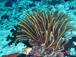 Image of Bottlebrush Feather Star