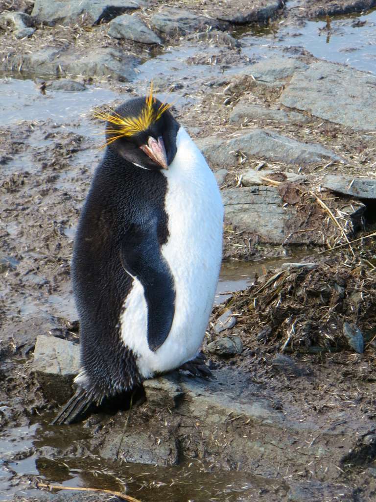 Image of Macaroni Penguin