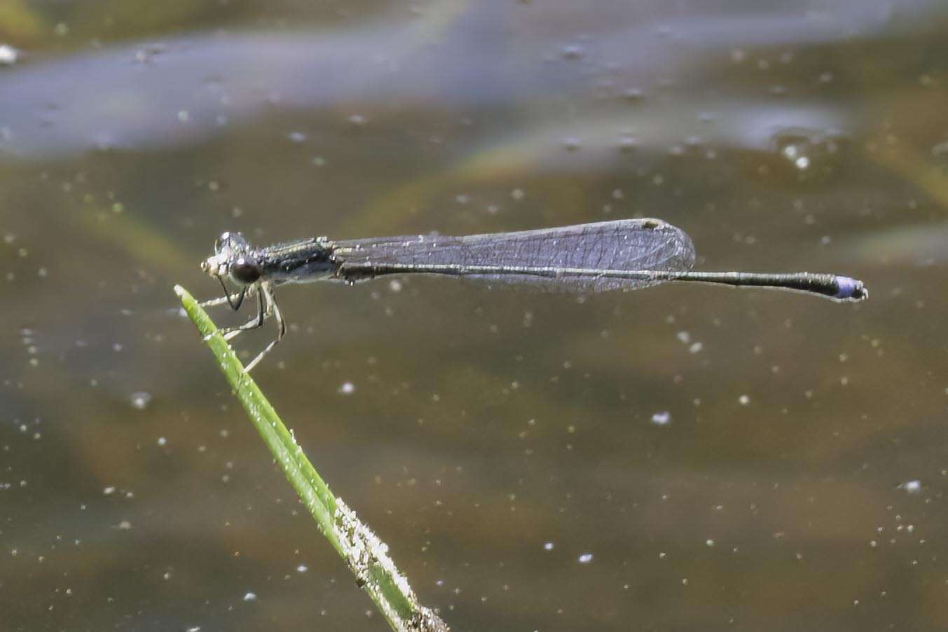 Image of Blackwater Bluet